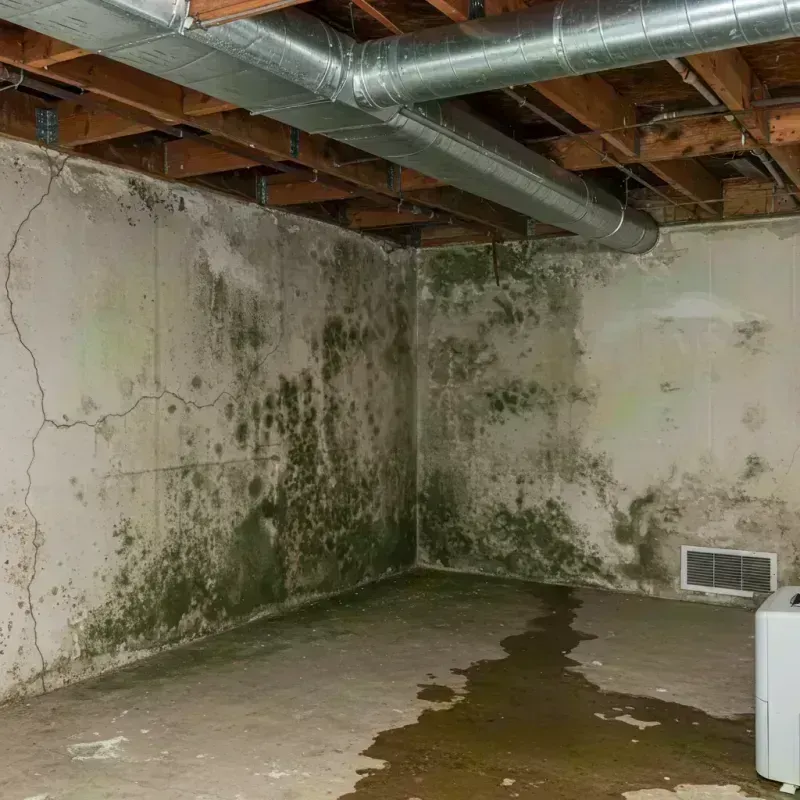 Professional Mold Removal in LaBarque Creek, MO